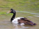 Magpie Goose (WWT Slimbridge July 2013) - pic by Nigel Key